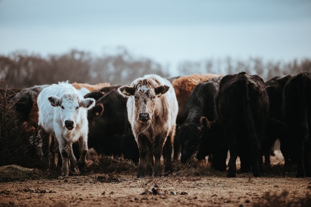 Livestock Contracts